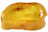 Detailed Fossil Spider (Aranea) In Baltic Amber #102792-3